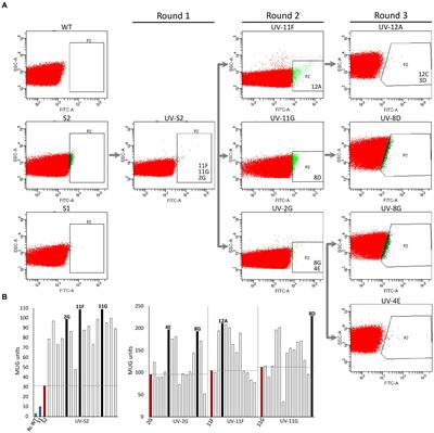 A directed genome evolution method to enhance hydrogen production in Rhodobacter capsulatus